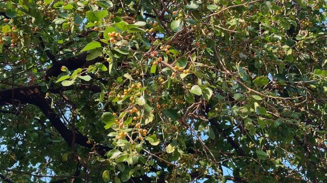 Close up view of Cordia dichotoma branches covered with clusters of small ripening fruits and green leaves Sunlit foliage creates a rich natural texture during the summer season