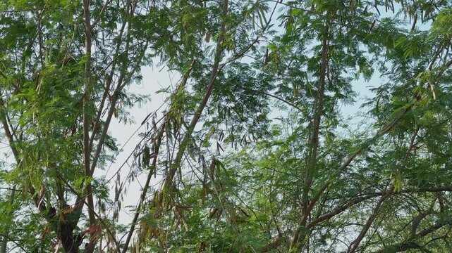 Tilt up shot showcasing a babool tree canopy filled with green leaves and hanging seed pods Natural branches spread across the frame against a bright sky highlighting native vegetation