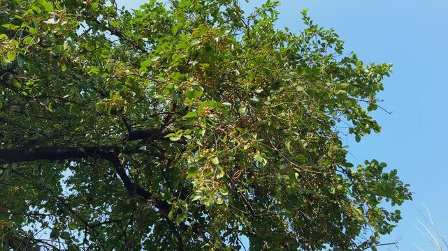 View of a mature Cordia dichotoma tree covered with clusters of ripening yellow green fruits among dense foliage and spreading branches under a clear blue summer sky