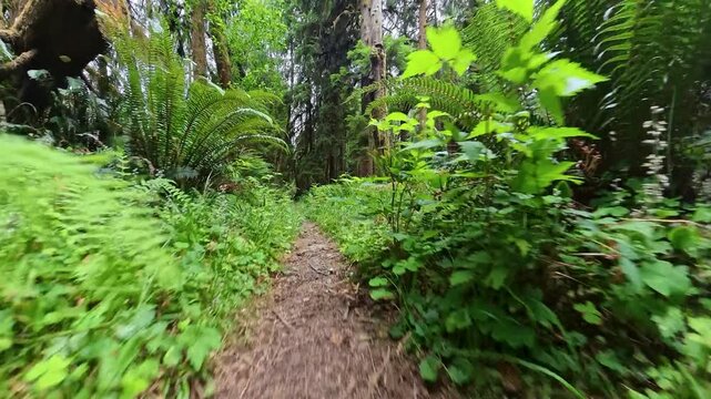 Low Angle of Hiking Through Lupine and Around Switchback in Olympic National Park