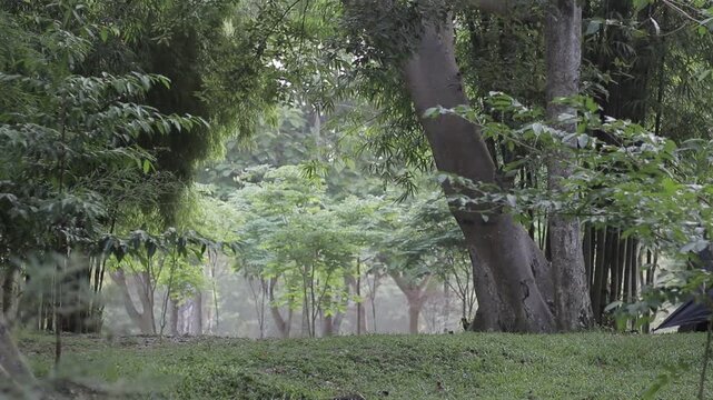 A serene look through lush green trees and a bamboo forest in a campsite. Fresh tropical woodland landscape with soft daylight.