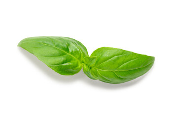 Fototapeta premium Green basil leaves on white background