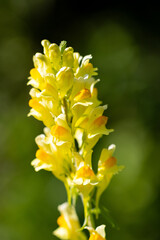 Obraz premium Yellow Common Toadflax Wildflower Blooming in Sunny Meadow Close Up
