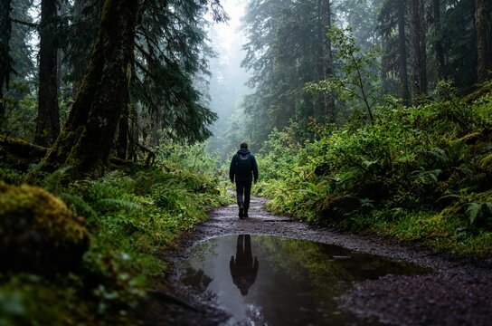 Back view of lone hiker exploring dense foggy pine forest ideal for digital storytelling outdoor gear advertising and book cover