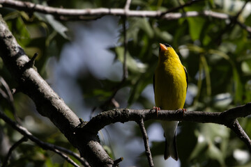 Obraz premium Male American Goldfinch Perched on Tree Branch in Breeding Plumage