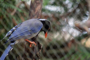 Fototapeta premium A Red-billed Blue Magpie looking down - Urocissa erythroryncha