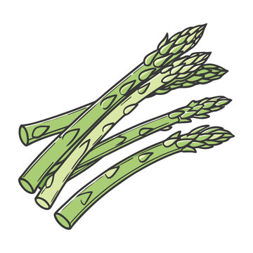 Detailed asparagus vegetable botanical illustration with realistic fresh green stems for food menu vector artwork