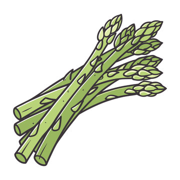 Healthy organic asparagus stalks hand drawn fresh farm vegetable illustration for grocery packaging vector design