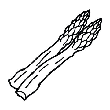 Botanical asparagus outline sketch vector illustration with natural organic vegetable concept for market advertising and packaging