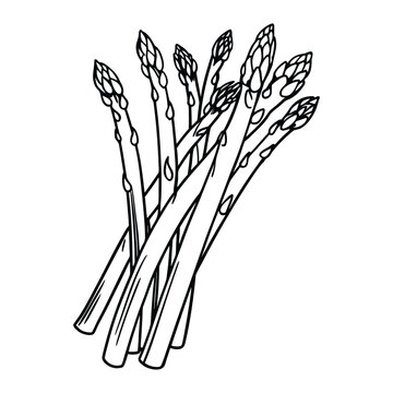 Realistic asparagus vegetable outline illustration in editable vector format for cooking menu, grocery, and agriculture design