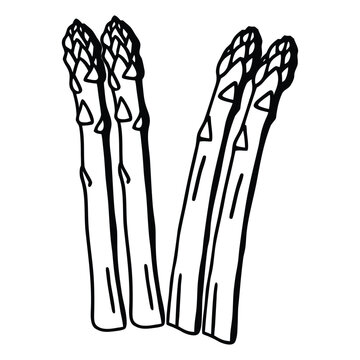Detailed asparagus vegetable outline vector illustration isolated on white background for organic food and healthy nutrition design