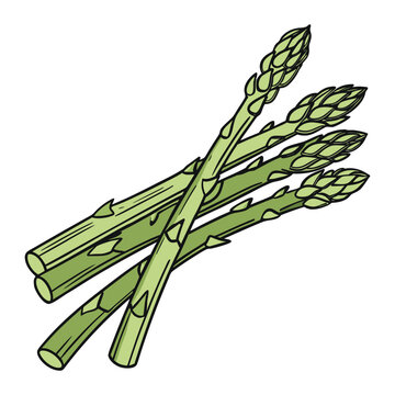 Fresh asparagus spears detailed botanical food illustration for healthy eating and farm fresh vegetable vector