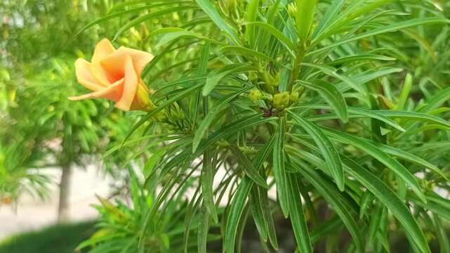 Close up of a beautiful peach yellow oleander flower blooming on a branch with thin green leaves