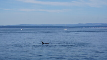 Naklejka premium Orca dorsal fins visible during a whale watching tour