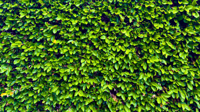 A dense manicured hedge filled with thousands of tiny bright green leaves creates a lush vibrant natural wall texture filling the entire frame on a sunny summer day
