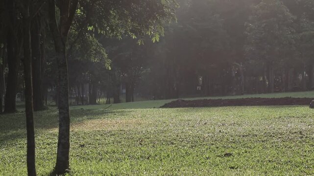 Beautiful morning sunbeams shining through green trees onto a lush grass field. Cinematic natural light rays landscape.