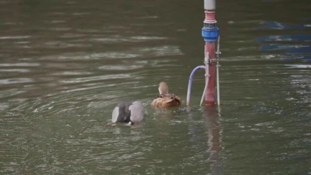 Pareja de patos nadando y aliment&aacute;ndose en un estanque de parque