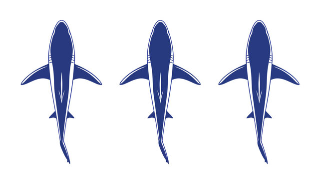 Three blue sharks swimming in a row, viewed from above, isolated on a white background.