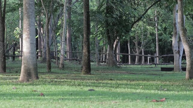 A rustic wooden fence running through a beautiful green lawn surrounded by shady tropical forest trees. Quiet countryside landscape.