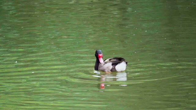 Pato crest&oacute;n macho nadando y acical&aacute;ndose las plumas en un estanque
