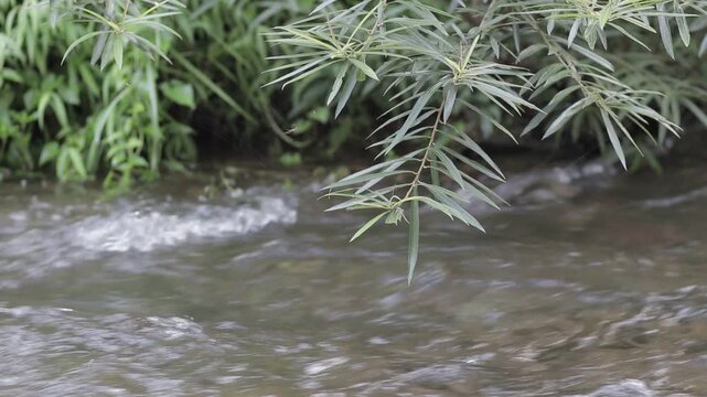 Close up of a green bush branch overhanging a shallow river stream with fast flowing clear water. Refreshing natural movement backdrop.