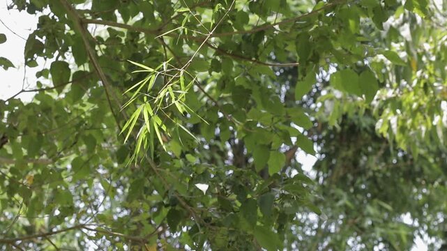 Looking up at fresh green bamboo leaves swaying gently under a thick tropical forest canopy. Bright natural light filtering through trees.