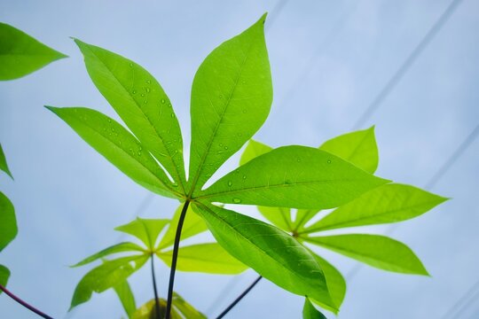 Low-angle close-up of vibrant green cassava leaves, Manihot esculenta, with water droplets against a bright overcast sky.