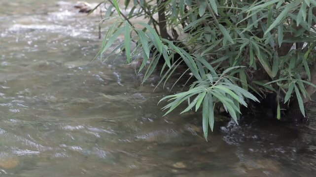 High angle view of a green bush on the riverbank with leaves overhanging a shallow flowing river stream. Refreshing nature scenery.