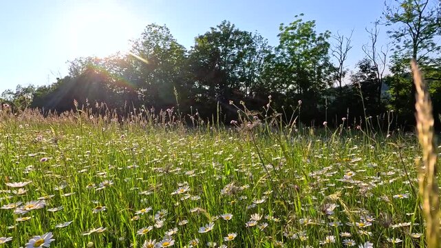 Sunny Wildflower Meadow with Blooming Daisies in Piedmont Italy