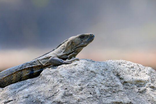 Black Iguana Perched on a Rock Side Profile Close-Up