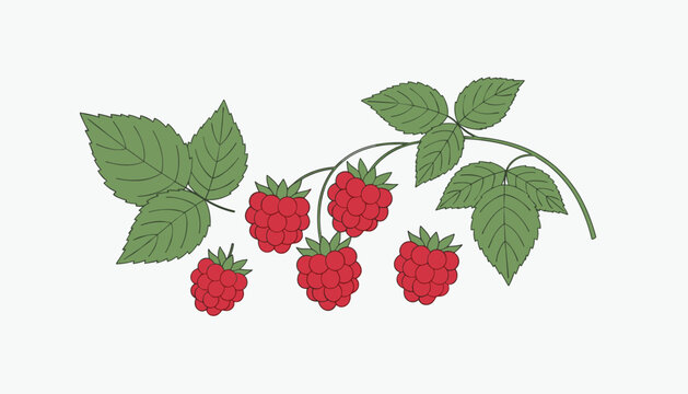 Ripe red raspberries growing on a branch with fresh green leaves isolated on white background.