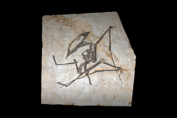 sinopterus - a genus of tapejarid pterodactyloid pterosaur © SHELL