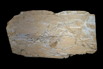 sinopterus - a genus of tapejarid pterodactyloid pterosaur © SHELL