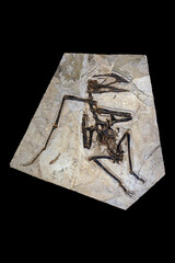 sinopterus - a genus of tapejarid pterodactyloid pterosaur © SHELL