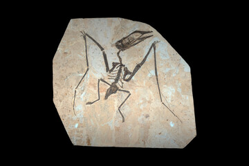 sinopterus - a genus of tapejarid pterodactyloid pterosaur © SHELL