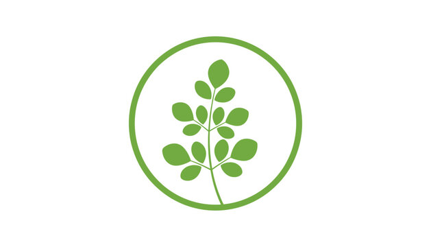 Moringa oleifera branch with green leaves inside a circular frame representing natural medicine and organic herbal cosmetics.