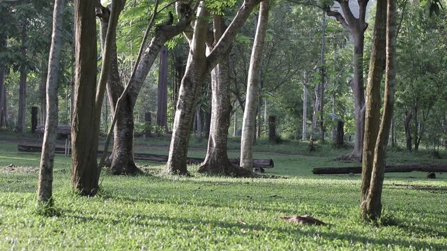Beautiful big tree trunks standing on a lush green lawn in a peaceful forest park. Shady outdoor campsite landscape under morning sunlight.
