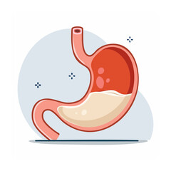 Fototapeta premium Flat vector illustration of a human stomach