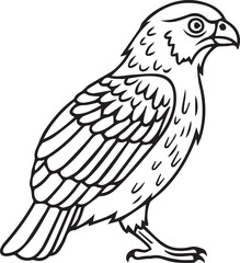 Fototapeta premium Detailed wildlife vector illustration of a perched falcon or hawk in a classic line art style for nature and conservation design projects