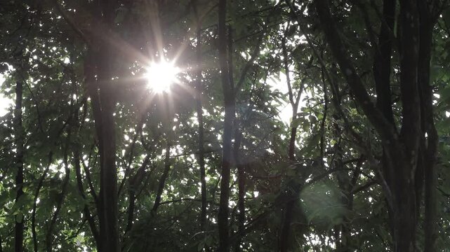 Beautiful sunburst shining through dense green forest trees. Looking up at cinematic natural sun flare and light leaks in dark woods.