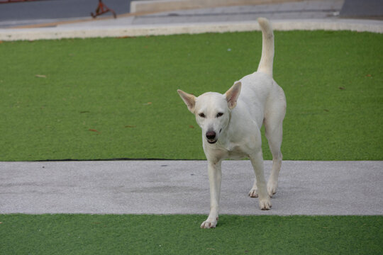 A medium-sized white dog walking on a green artificial turf field with a concrete stripe