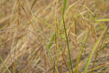 Obraz premium golden rice ears ready for harvest, surrounded by wild grasses and a soft, natural background.