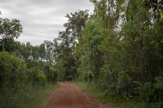 Rural Dirt Road Lined with Dense Trees