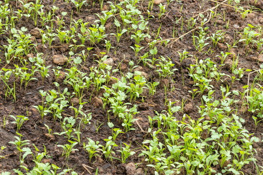 oung Cilantro Seedlings Growing in Soil nature background