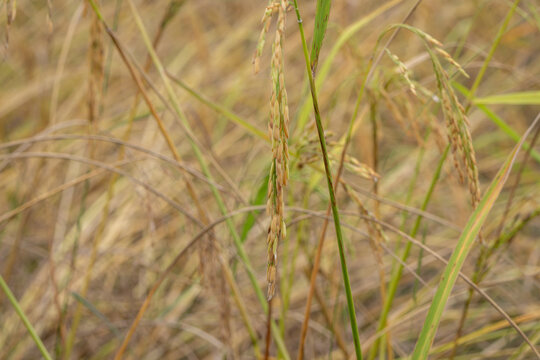 golden rice ears ready for harvest, surrounded by wild grasses and a soft, natural background.