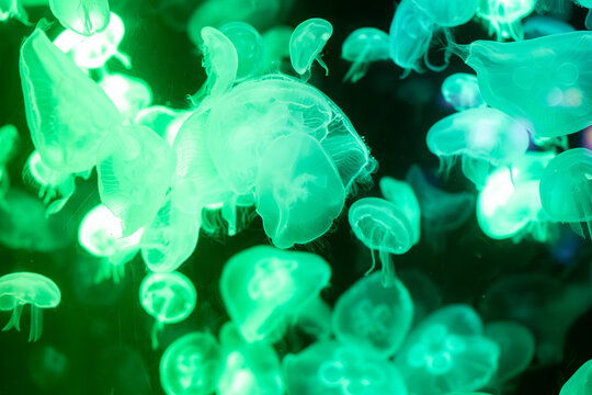Glowing colourful Jellyfish in a Neon Aquarium