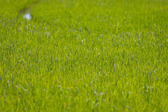 close-up shot of a lush green rice field. The blades of grass are tall and vibrant, swaying gently in the breeze. The image captures the beauty and tranquility of nature