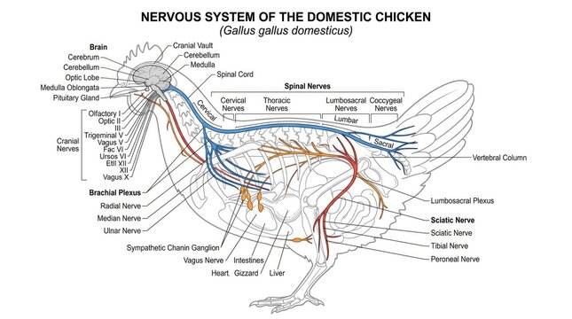 Anatomical Diagram of the Nervous System of a Domestic Chicken