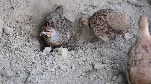Partridge Bird Foraging on Dry Soil Close Up 180fps Captured in Cinematic High Detail Footage