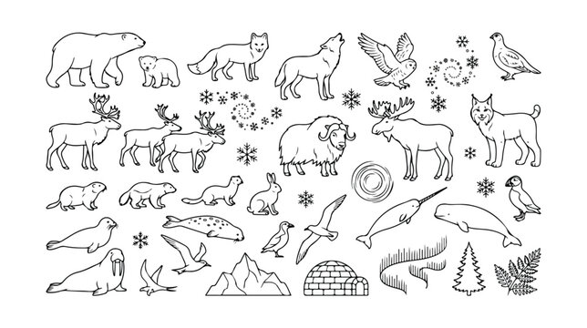 Arctic animals vector line art collection. Hand-drawn polar wildlife, mammals, birds, and fish. Winter nature elements, an igloo, and snowflakes for educational resources or design projects.